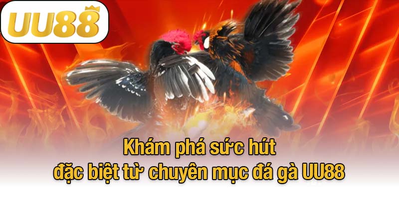 Khám phá sức hút đặc biệt từ chuyên mục đá gà UU88